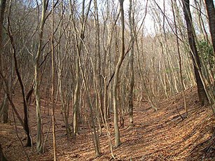 �����t�̒J