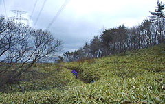 711m�s�[�N��O�̃T�T��