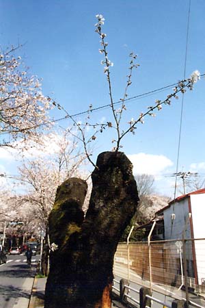 切られた幹から・・・