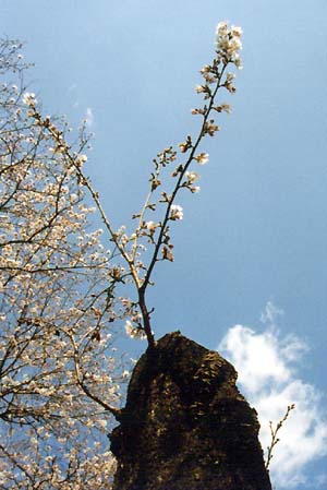 リストラにも花が咲く