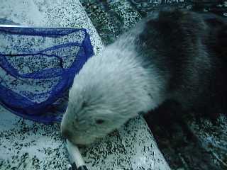 �P���J��