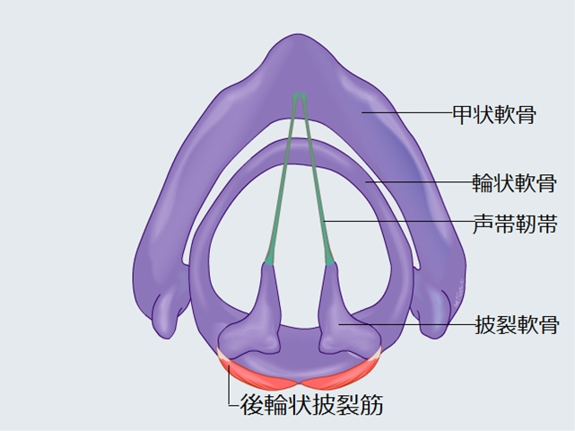 歌の発声