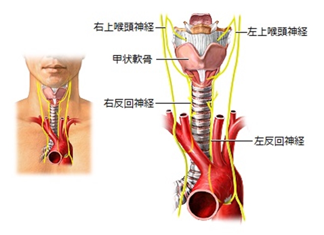 歌の発声