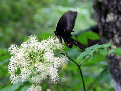 ミヤマカラスアゲハ
