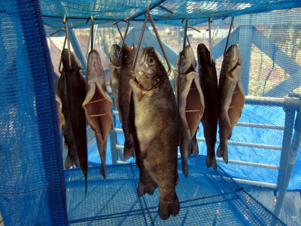 川魚を乾燥する