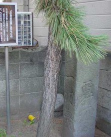 milestone2.jpg (20943)