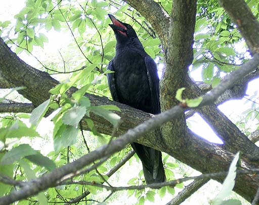 Crow In Hot Day