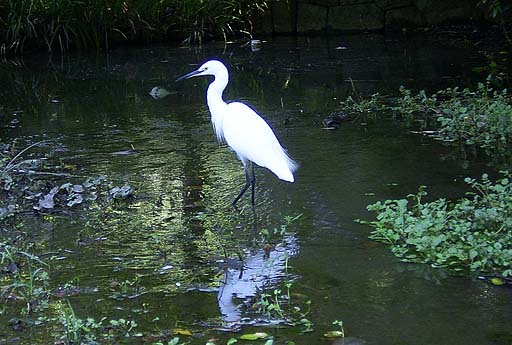 Egret, Kosagi