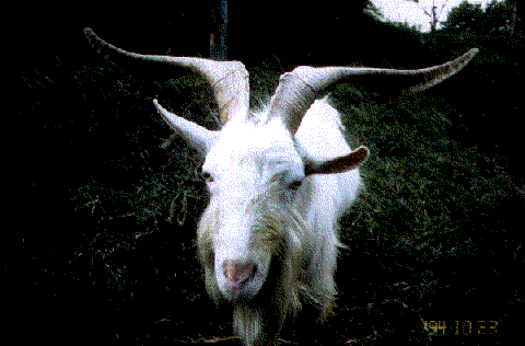 Goat Horn
