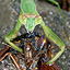 Mantis vs Cicada