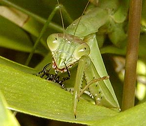 Mantis Eats Spider