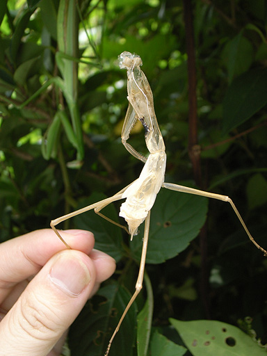 Cast-off Shell of Mantis and Mantis