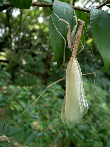 Mantis Emerging