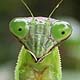 Mantis Face #5