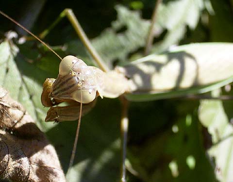 Mantis Face