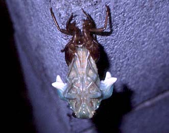 Metamorphose of Cicada