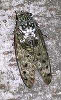 Minminzemi, Cicada