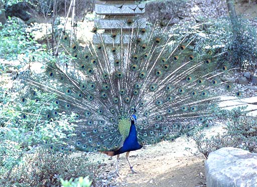 Male Peacock's Display
