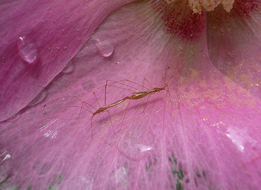 Love in Pink Bed Room