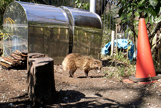 Tanuki in Seseragi Park