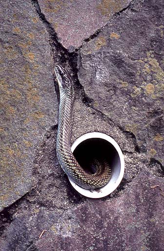 Snake From Hole
