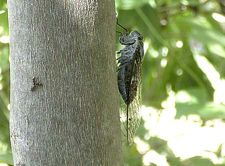Tukutukubousi, Cicada