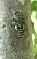 Tukutukuboushi, Cicada