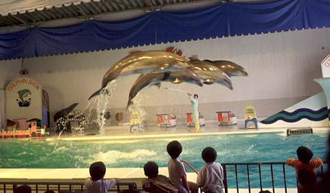 Dolphin Show in Otaru