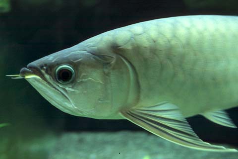 Golden Arowana