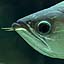 Arowana