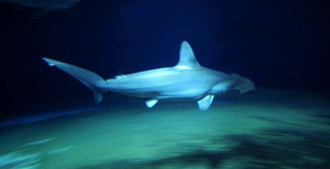 Hammerhead Shark