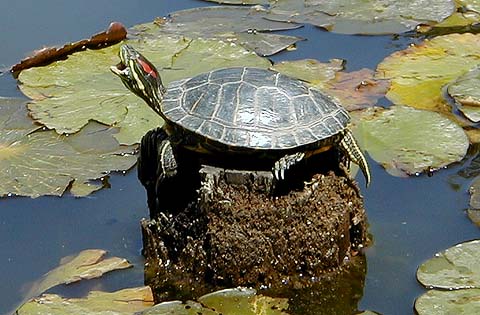 Turtle Yawns