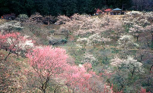 Baigo, Plum Valley