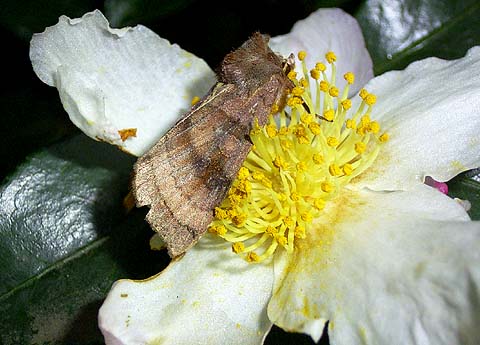 Camelia & Moth