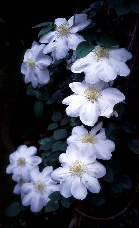 Clematis in the Rain