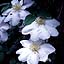 Clematis in the Rain