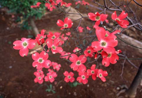 Hanamizuki / Dogwood