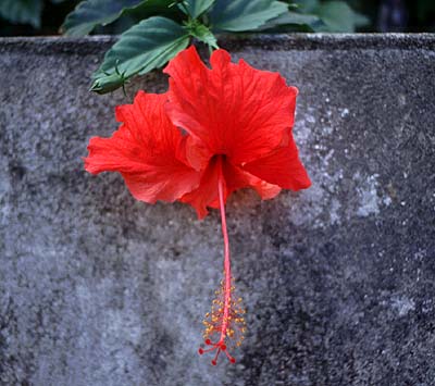 Hibiscus