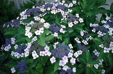 Hydrangea