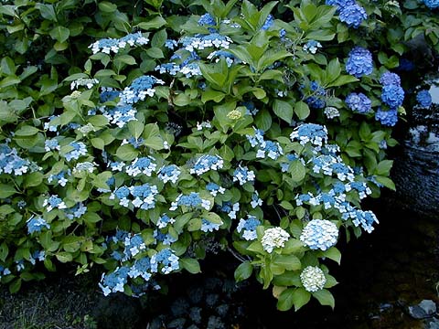 Hydrangea in Seseragi Park 1999