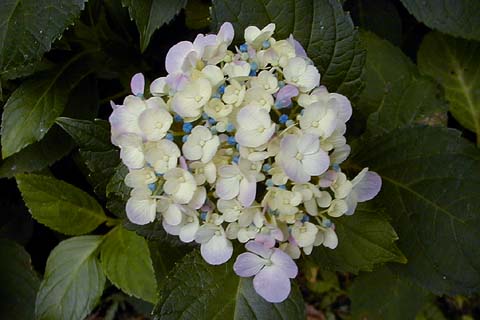 Hydrangea in Seseragi Park 2000