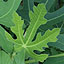 Fresh Green Leaves, Ichijiku