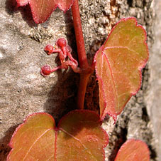 Ivy Sucker