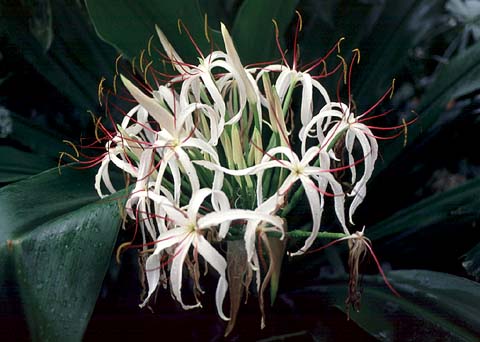 Flower in Kew Garden