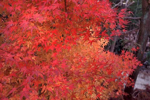 Autumn Leaves in Kyoto