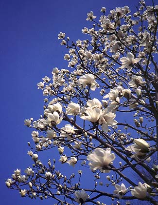 Magnolia White