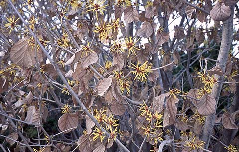 Mansaku, The 1st Spring Flower