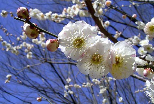 Plum Blossom