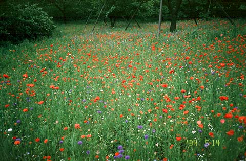 Poppy Garden