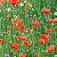 Poppy Garden